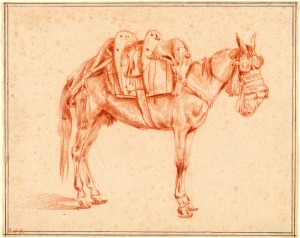Study of a mule